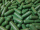 Gelatinekapseln grün - Größe 0 - 1000 Stück