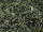 CHINA GOLDEN YUNNAN STD 6112 - schwarzer Tee - in einer Black Jap Dose eckig (Teedose) - 147x147x214mm (1 Kilo)