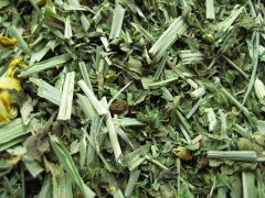 FRISCHE BRISE - aromatisierter Kräuter-Tee - in einer Black Jap Dose eckig (Teedose) - 147x147x214mm (1 Kilo)