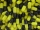 Gelatinekapseln schwarz / gelb Größe 0 - 10.000 Stück