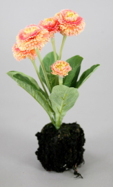 BELLIS MIT ERDE